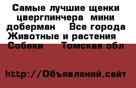 Самые лучшие щенки цвергпинчера (мини доберман) - Все города Животные и растения » Собаки   . Томская обл.